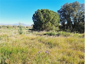 terrain a batir à la vente -   66300  CASTELNOU, surface 1383 m2 vente terrain a batir - UBI466579460